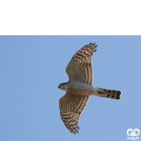 گونه قرقی Eurasian Sparrowhawk